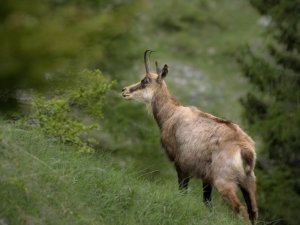 chasse